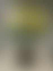 Tiffany Lamps and the Healing Power of Light