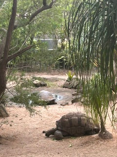 What Turtles Can Teach Us About Collective Healing
