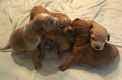 Dog pile