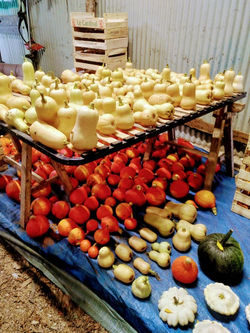 Une partie de la récolte de courge