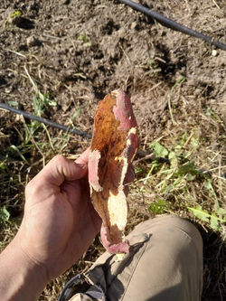 Ravageurs sur patates douces