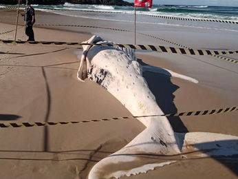 Banhistas encontram segunda baleia morta em dois dias em praias de Maricá