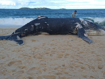 Baleia é encontrada morta na Praia de Itaipuaçu, em Maricá