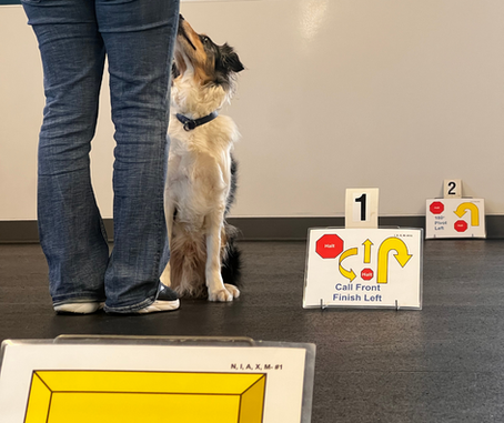 What is Rally Obedience?