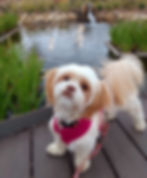 Dolly
