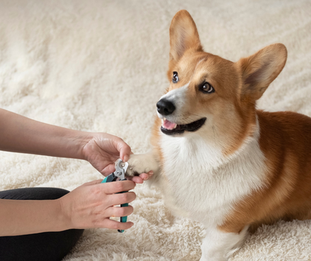 The Importance of Nail Trims
