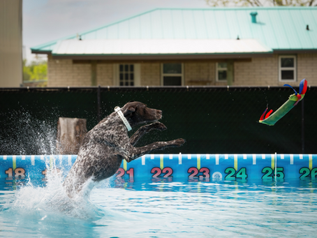 Dock Diving: Summer Fun for Water-Loving Dogs!