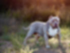 dog photographer Temecula, Los angeles pet photographer