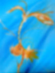 Fécondation