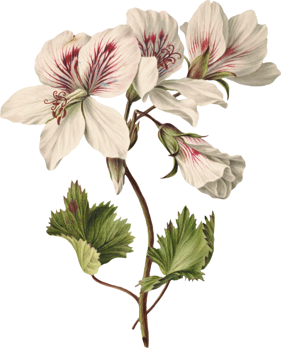botanical17.png