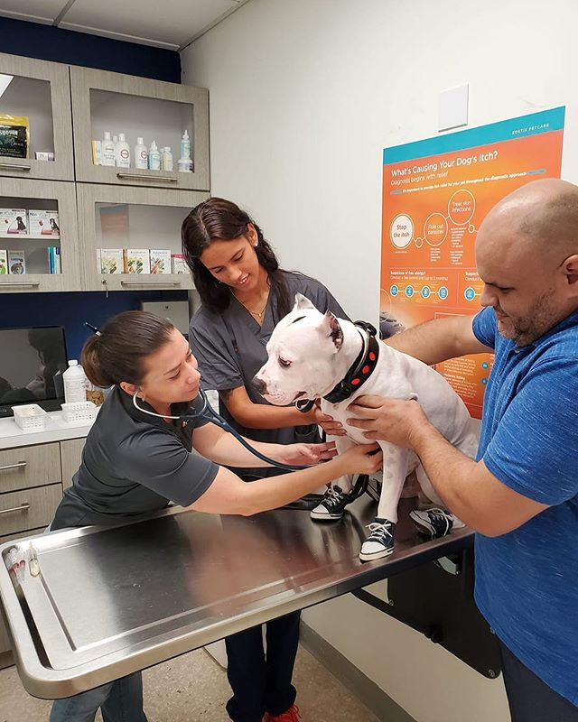 Veterinario Animal Care Hospital Veterinarian