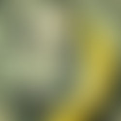 ولايات الموز المتحدة