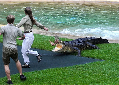 croc show.jpg
