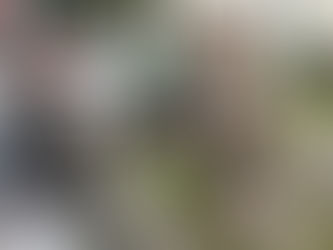 Neue naturnahe und "klimafitte" Bepflanzung für unsere Blumenbeete