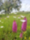 atelier-feminin-sacree-nature