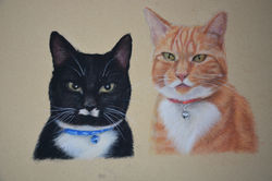 Pet Portrait Commissions