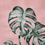 Thumbnail: Pink Monstera