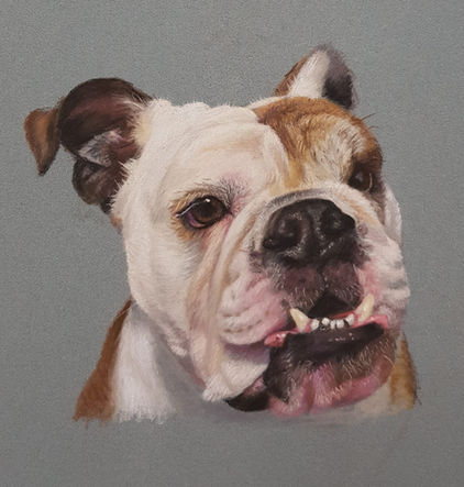 pastel portrait of a dog. animal art. Commission Art. ArtistAnd. China Jordan