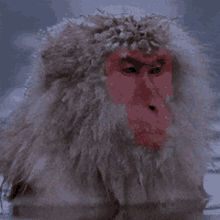 monkeys-falling.gif