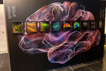 Brain Museum Nijmegen