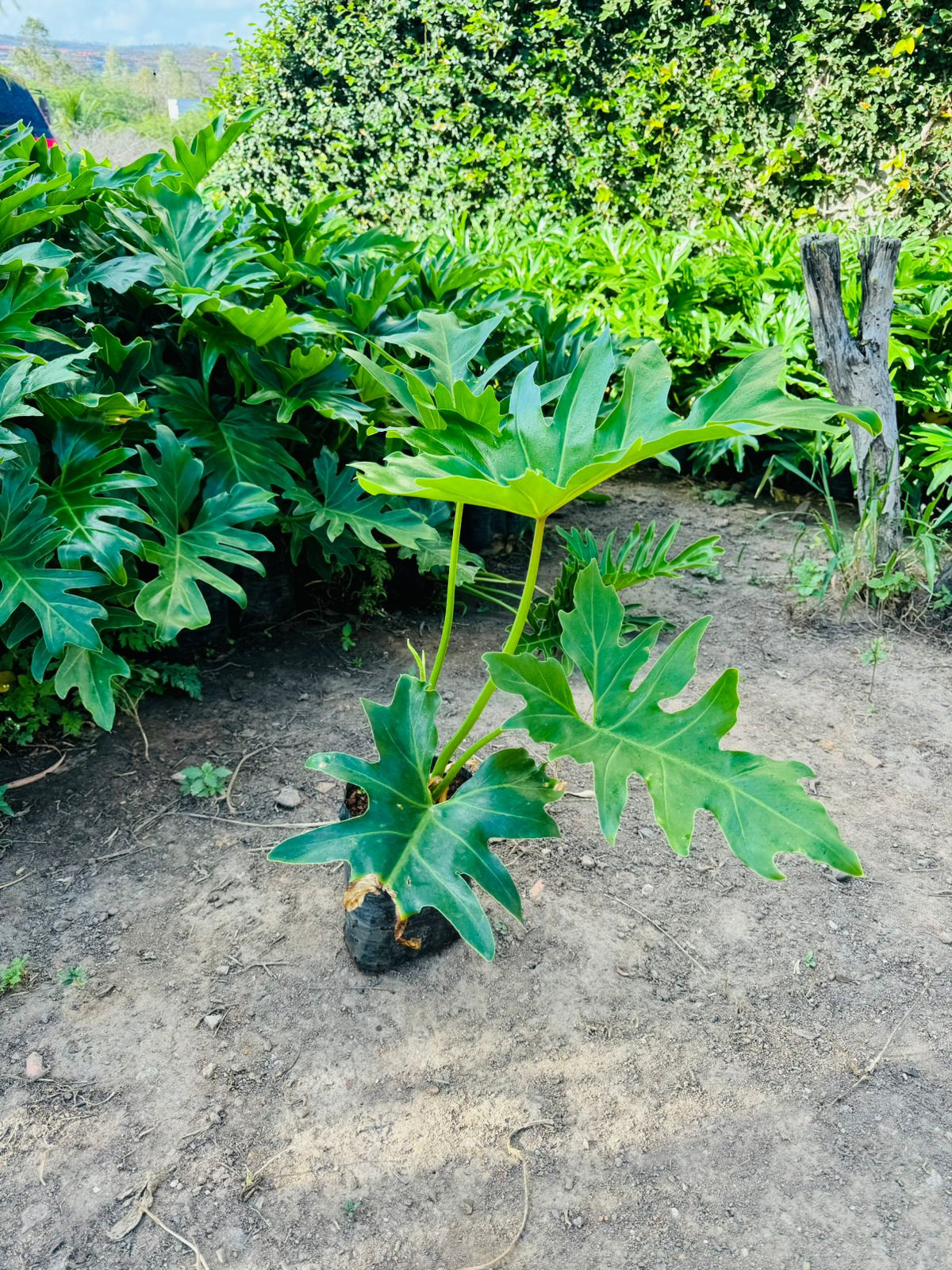 Philodendron bipinnatifidum- Guaimbe