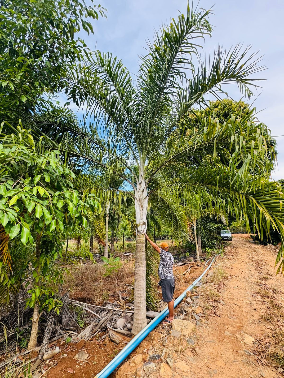 palmeira areca de locuba