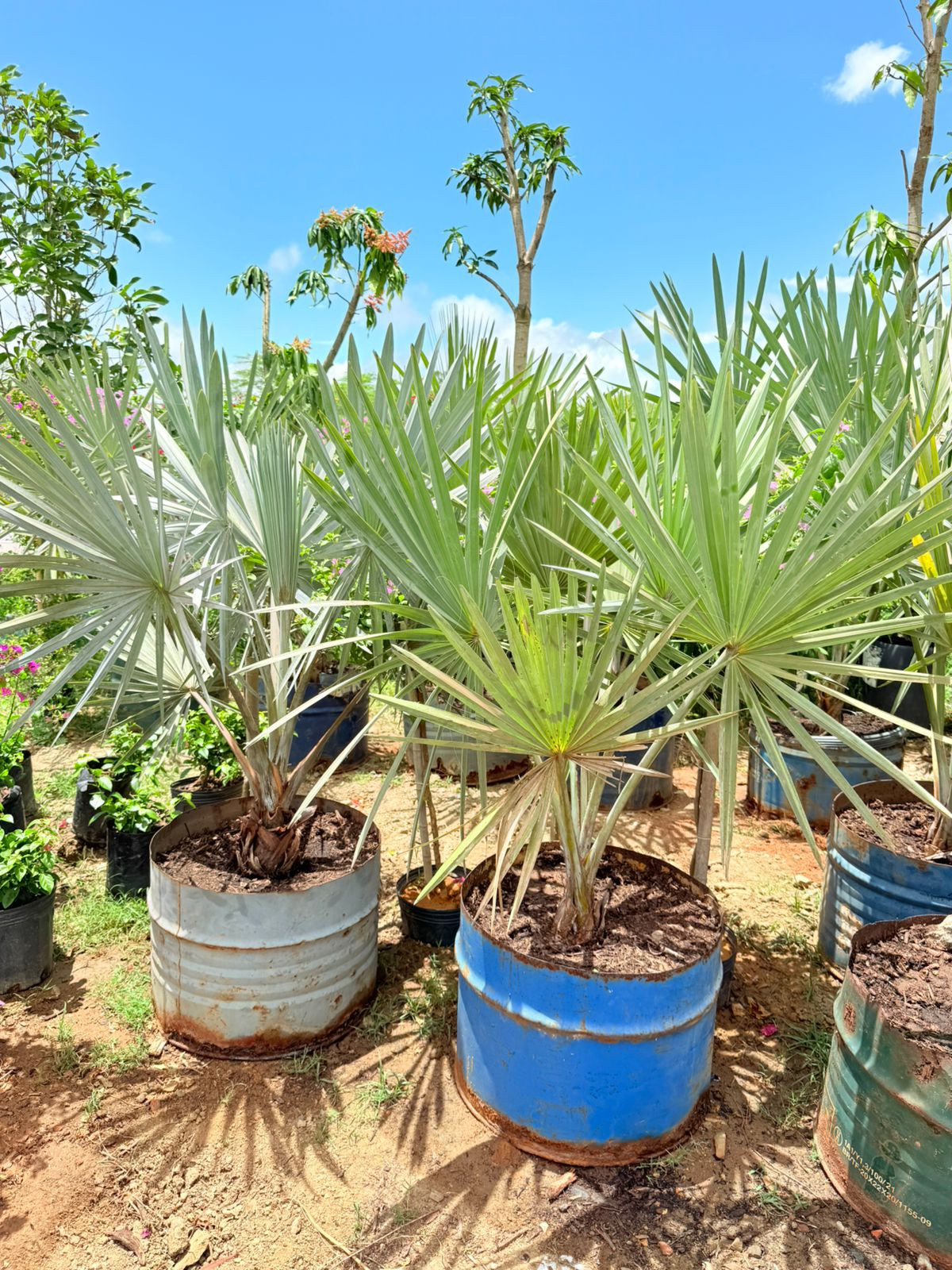 palmeira bimask azul