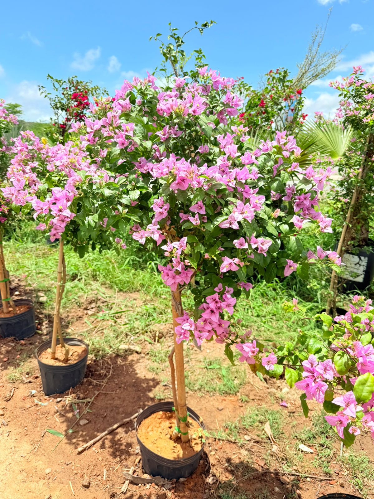 bouganville sombrinha