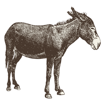 Donkey_edited.png