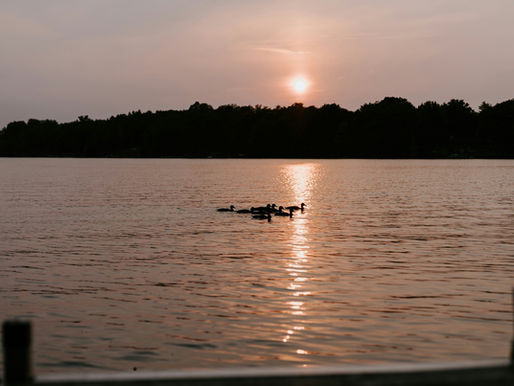 Ducks in the water during sunset