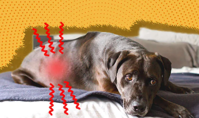 ¿Cómo saber si tu perro tiene problemas renales?