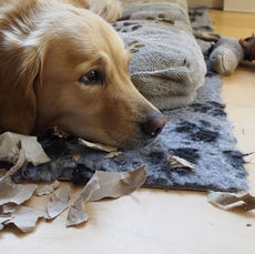Ansiedad en perros: cómo reconocerla y ayudar a tu mejor amigo