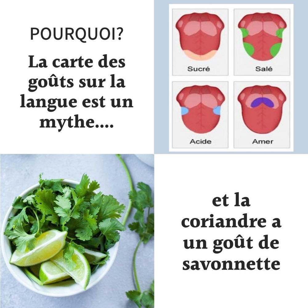 La carte des goûts sur la langue est un mythe — free download