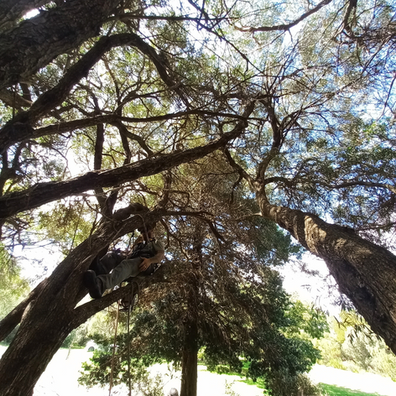 Why Planting Trees Is Our Best Defense Against Climate Chaos