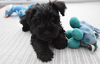 Betsy as a puppy in Newcastle Upon Tyne