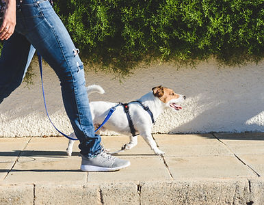 Dog walker strides with his pet on leash while walking at street pavement.jpg