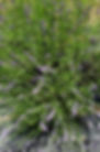 received_741777090190376(1).jpeg