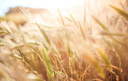 wheat-865098_960_720.jpg