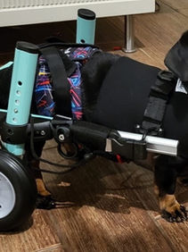 Why Specialist Handling Matters for Dachshunds