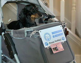 Millie Moo in her buggy