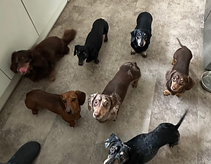 lots of dachshunds