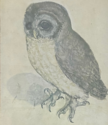 Image of an Minerva the owl