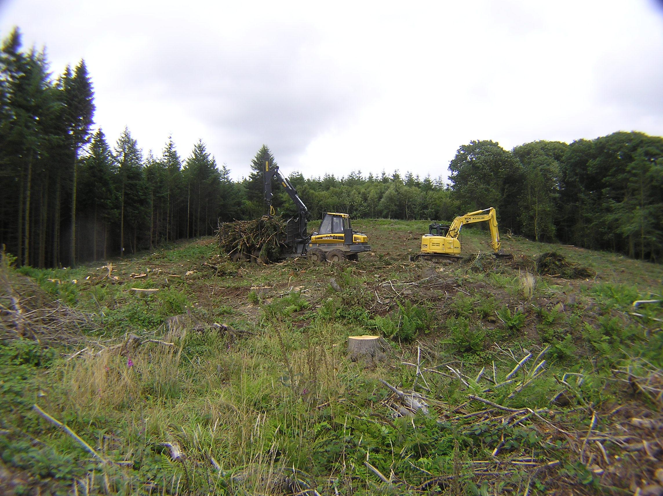 Tree felling 2015