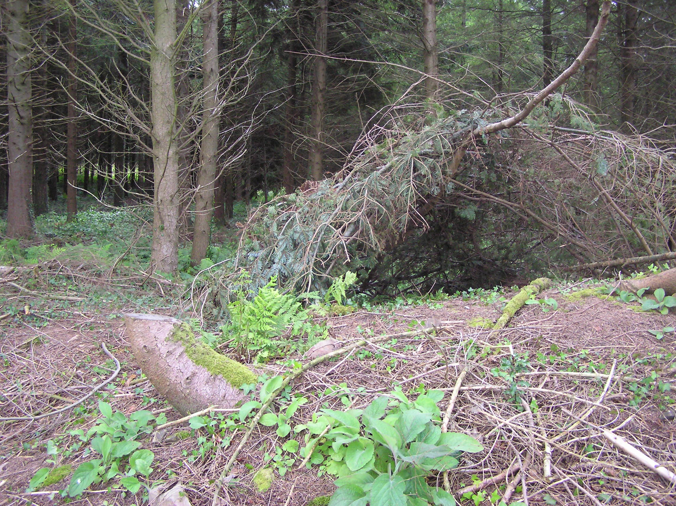 Shelter building