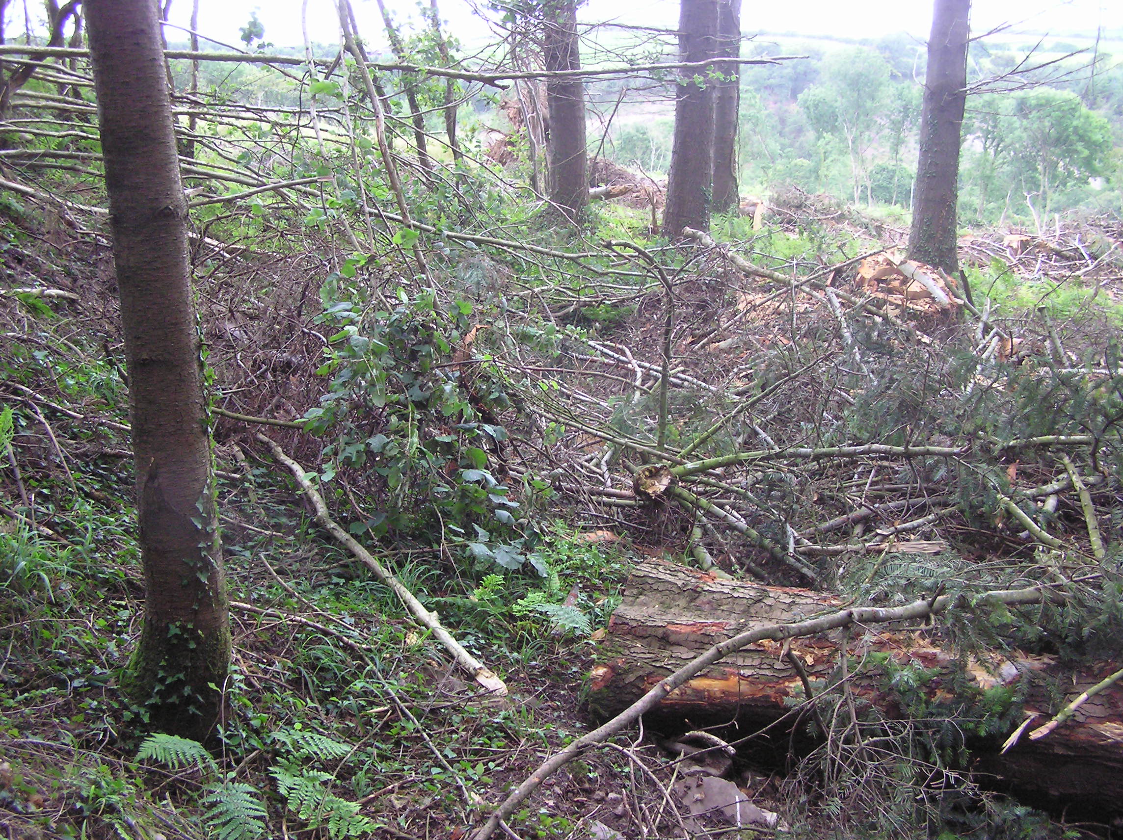 NW ditch before clearance