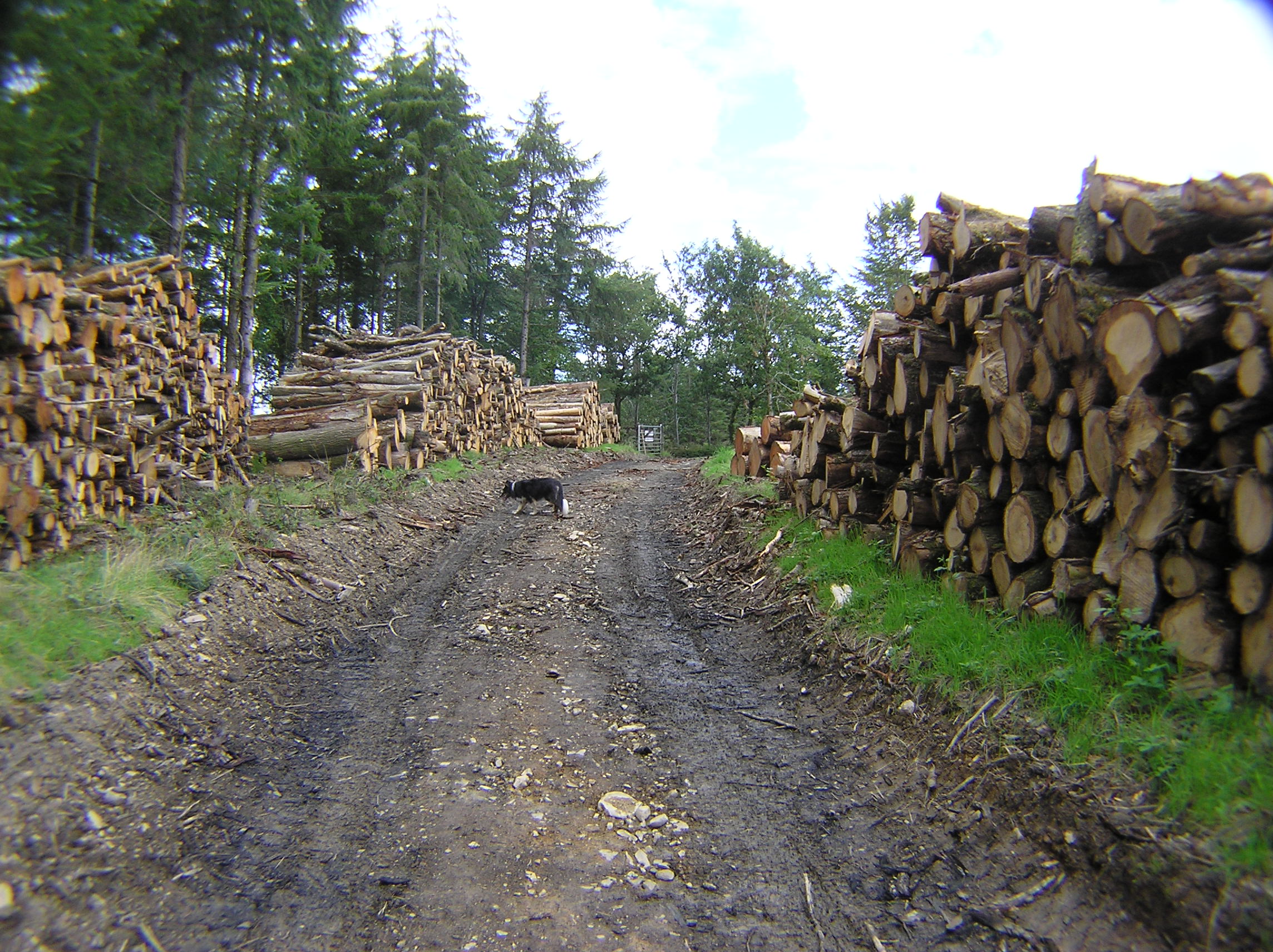 Felled trees
