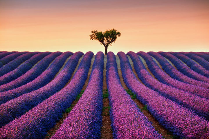 depositphotos_83173556-stock-photo-lavender-and-lonely-tree-uphill.jpeg