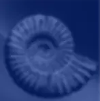 ree