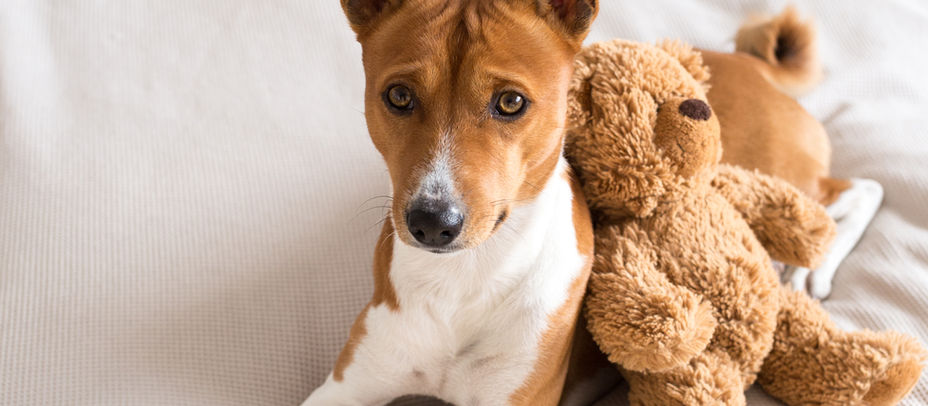 O CACHORRINHO DE PELÚCIA