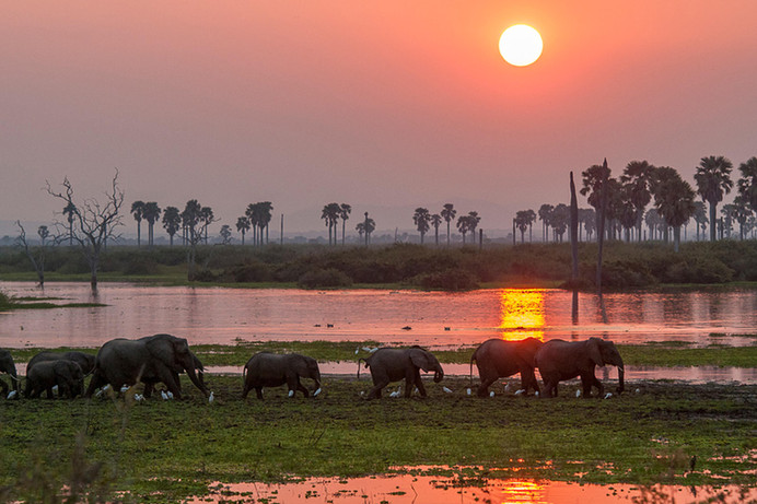 Elephants at sunset Nyere National Park